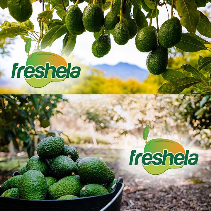 Avocado Sourcing